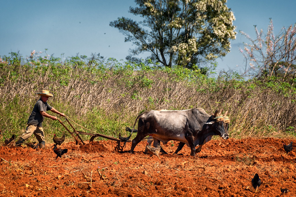 Oxen Plough | Viñales Valley | Stephen Reed | Flickr