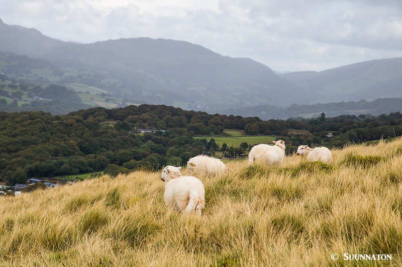 Snowdonian kansallispuisto, lampaat laitumella