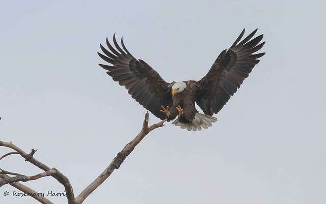 Bald Eagle Prepare for Landing