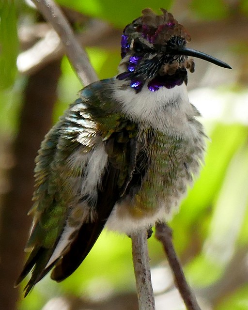 Costa's Hummingbird (Calypte costae), immature.