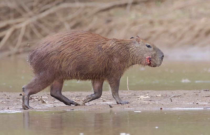 Capybara_Hydrochaeris hydrocgaeris_Colombian Llanos_Ascanio_DZ3A3797