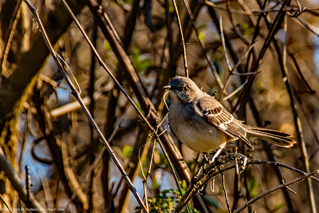 2020.02.22.1109 Northern Mockingbird