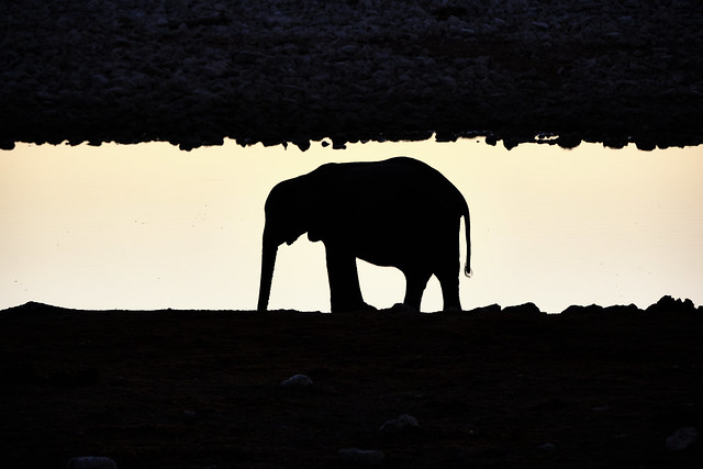 The elephant calf at Okaukuejo watering hole, Etosha!