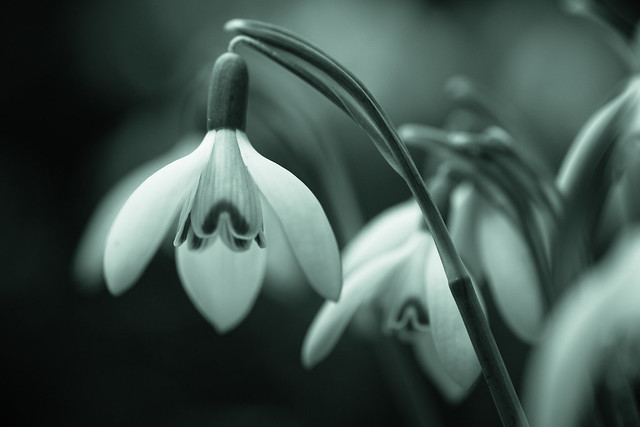 Snowdrops with Bokeh