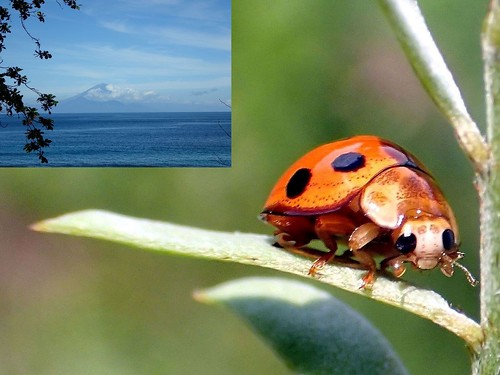 coccinellidae ladybird aeschynomeneamericana jointvetch gunungagungbaliindonesia tanjungmangsitlombokindonesia olymp sea wallacelinelombokstraitindonesia scenic landscape