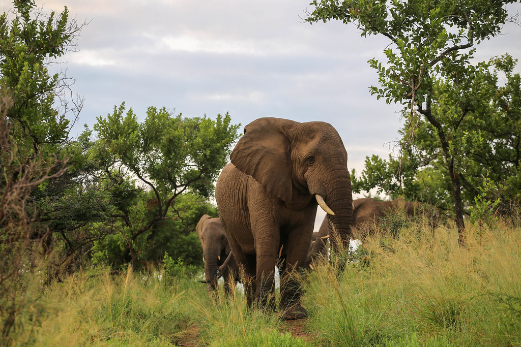 Safari Etelä-Afrikassa Hluhluwe Imfolozi Park