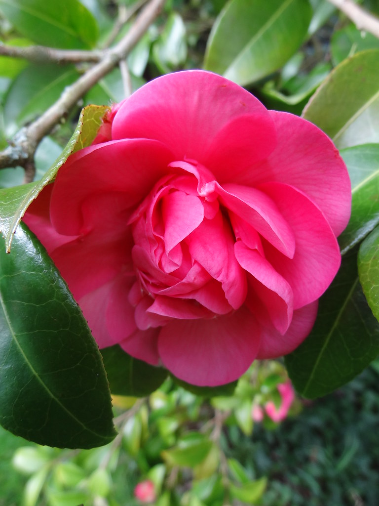 Camellia in bloom