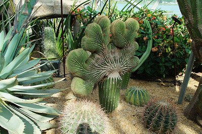3-144 Cactus Flower Dome