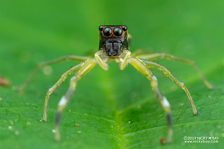 Jumping spider (Foliabitus sp.) - DSC_4153