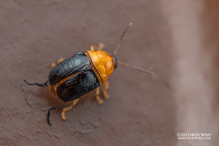 Leaf beetle (Coenobius sp.) - DSC_3886