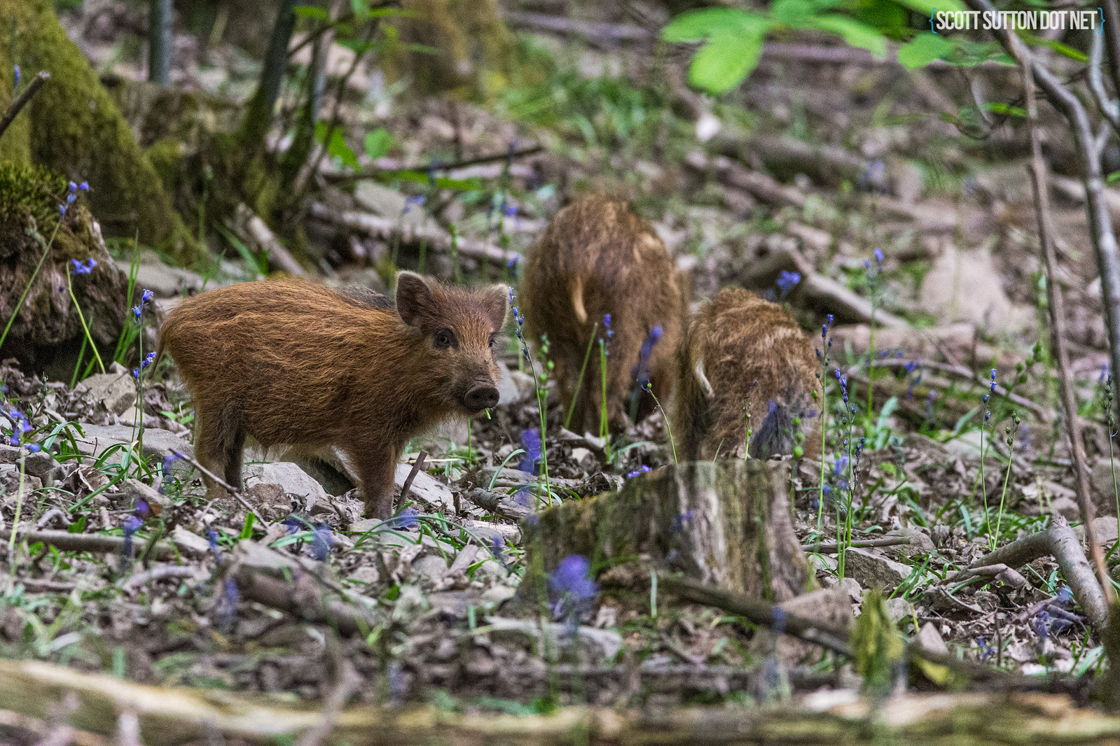Young wild boar humbugs