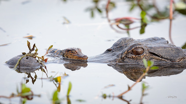 Mother Alligator and Baby