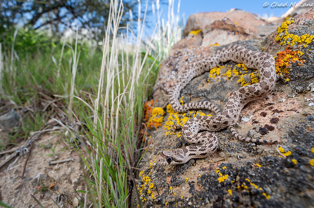 Pacific Gophersnake (Pituophis catenifer catenifer)