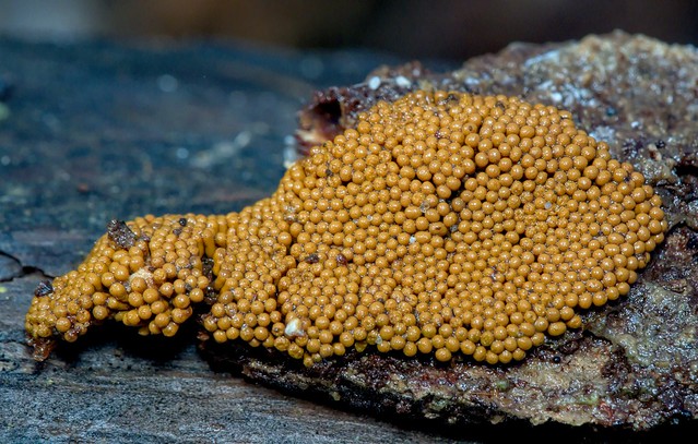 myxomycètes - slime mold  Trichia favoginea