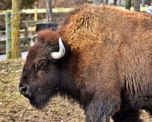 Bison, The Columbus Zoo 2/23/20