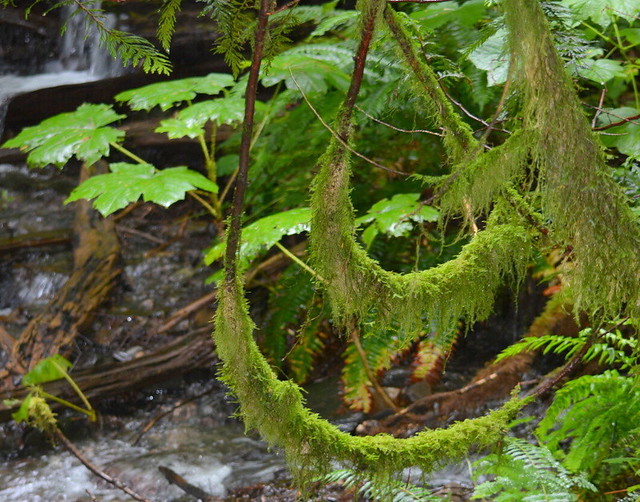 THICK MOSS - CHEAM RAINFOREST IN THE FRASER VALLEY,  BC.
