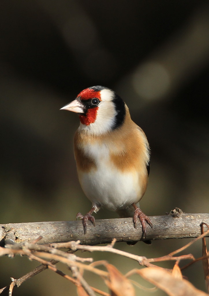 Steve Riall Carduelis carduelis-European Goldfinch | 20191111 | Steve Riall | Flickr