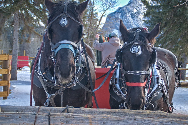 Banff Trail Riders 3