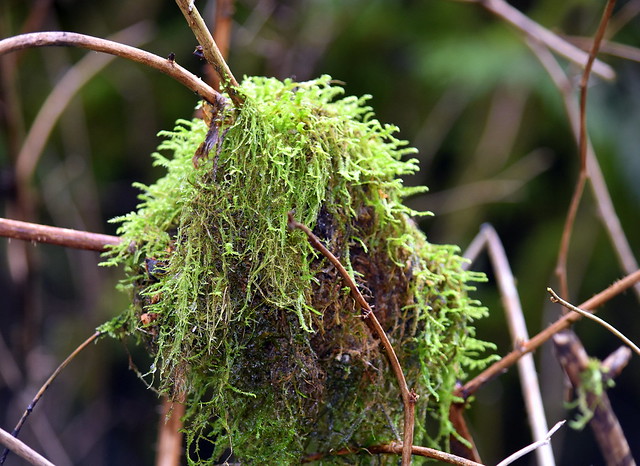 A TANGLE OF MOSS.  WETLAND FOREST,  CULTUS LAKE ARES,  BC.