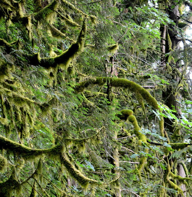 ENCIRCLING MOSS BRANCHES   ADD TO THE HAUNTING OF THIS THICK RAINFOREST.  CHEAM RAINFOREST IN THE FRASER VALLEY,  BC.