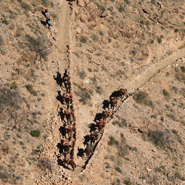 Mule Train Coming Up to Skeleton Point 7D2_5568