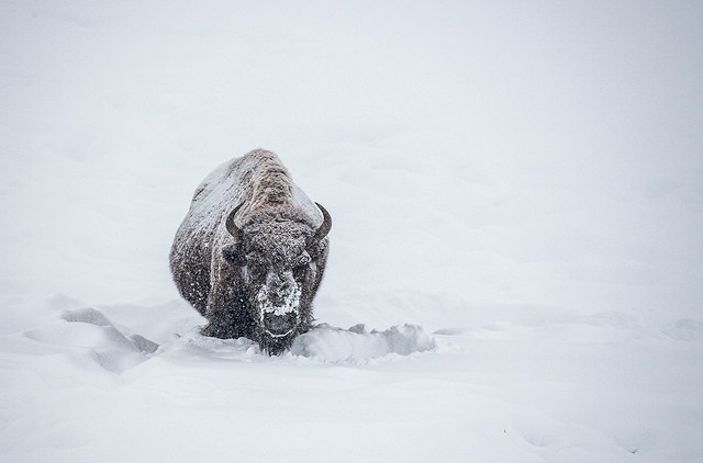 BISON IN WINTER