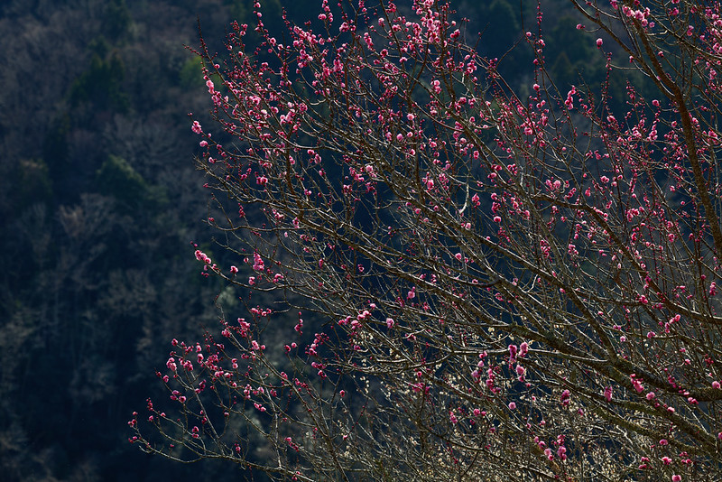 When the plum blossoms bloom