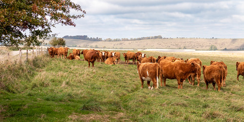 wiltshire landscape cattle herd animal field whitesheethill whitesheetdowns longknoll ridge nationaltrust tree fence grazing cow