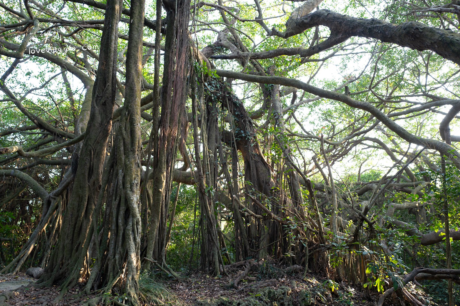 一簾幽夢,北壽山登山步道,南部登山步道,壽山秘境,柴山泰國谷,柴山登山步道,柴山秘境,高雄ig拍照景點,高雄拍照秘境,高雄景點,高雄秘境 @薇樂莉 - 旅行.生活.攝影