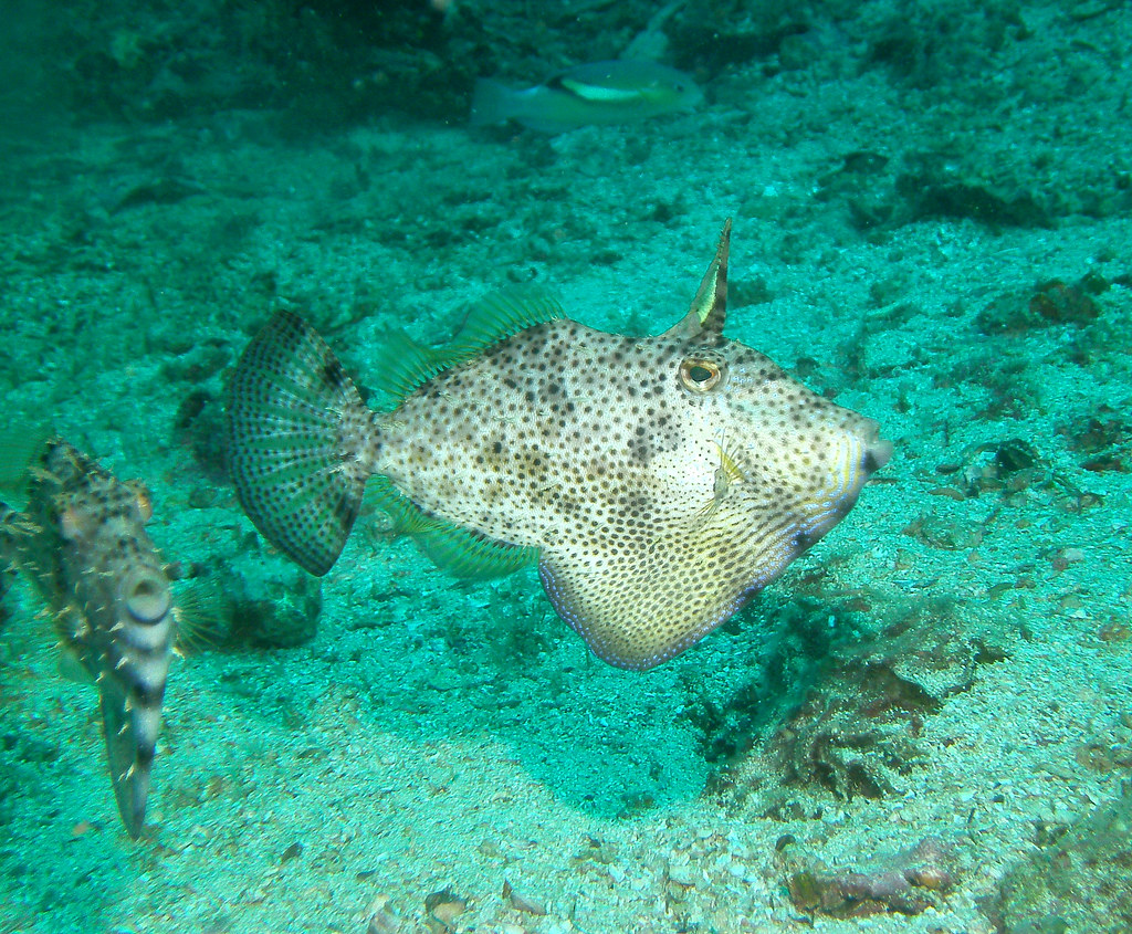 Pseudomonacanthus macrurus male | Malapascua, Philippines | Flickr