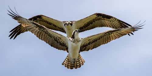 sea sky outdoor shore dennis adair bird nature canon florida wildlife flight beak ii raptor 7d bif ef100400mm 7dm2