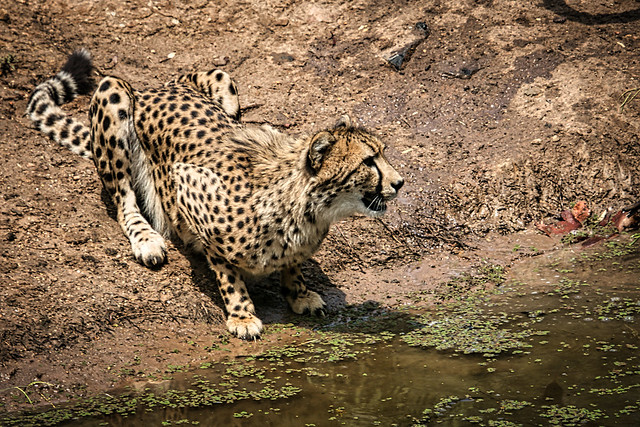 Cheetah Dubbo Western Plains Zoo