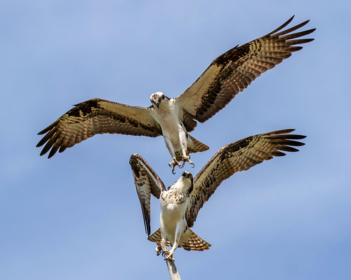 outdoor dennis adair shore sea sky nature wildlife 7dm2 7d ii ef100400mm canon florida bird beak bif flight raptor