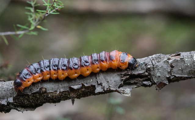 Cossus cossus (Linnaeus, 1758), larva