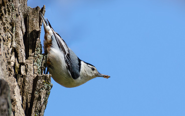 Naperville nuthatch 2013