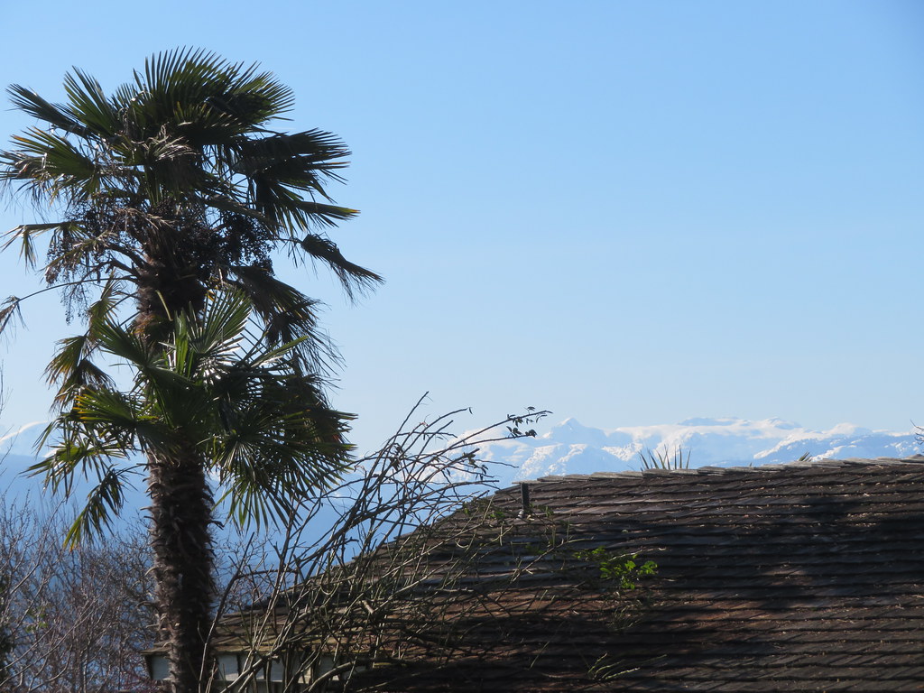 Palm Tree and Snow