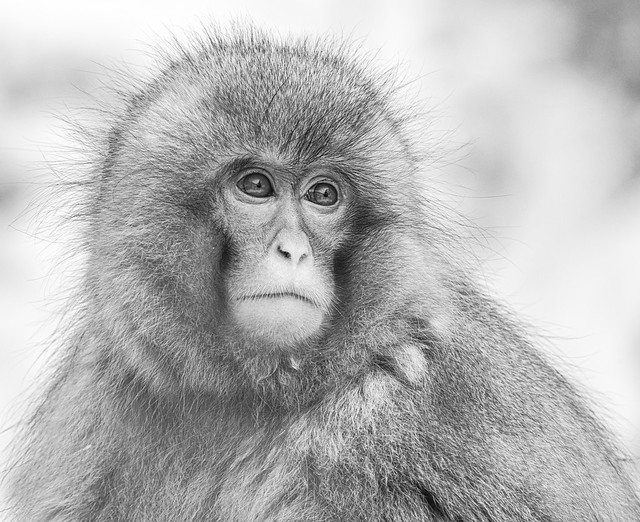 The Snow Monkey in Black and White