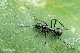 Ant (cf. Polyrhachis boltoni) - DSC_4301