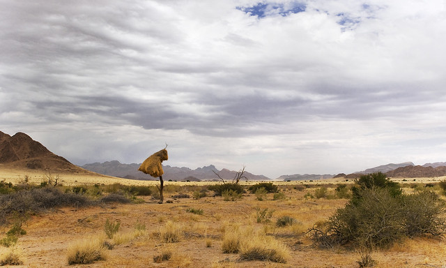 Namib Rand || Weaver's nest