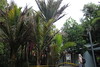 At Nikau Pools, deep in lush stands of Nikau palms