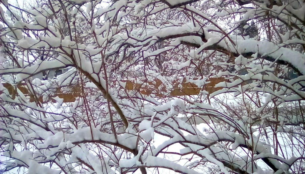 Snowy branches - TMT Menominee Michigan