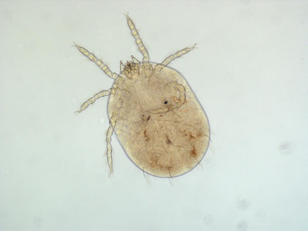 恙蟲（標本照，幼蟲為六隻腳）。圖片提供：國立台灣師範大學