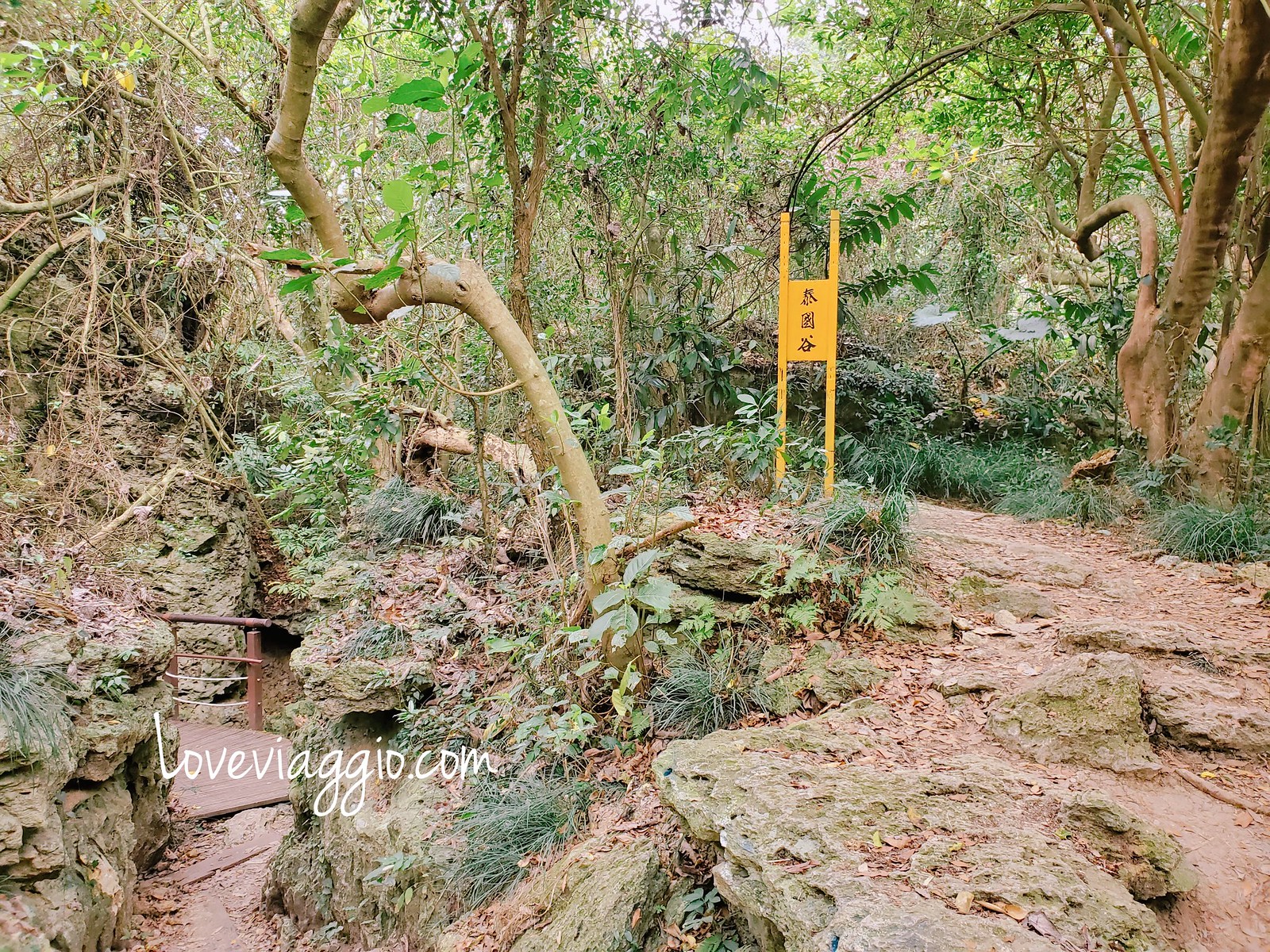 一簾幽夢,北壽山登山步道,南部登山步道,壽山秘境,柴山泰國谷,柴山登山步道,柴山秘境,高雄ig拍照景點,高雄拍照秘境,高雄景點,高雄秘境 @薇樂莉 - 旅行.生活.攝影