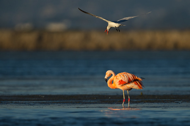 Chilean Flamingo 0985-1