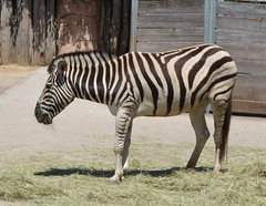 Zoo Saarbrücken, Zebra