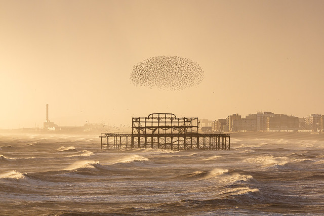 Starling murmuration above Brighton's West Pier
