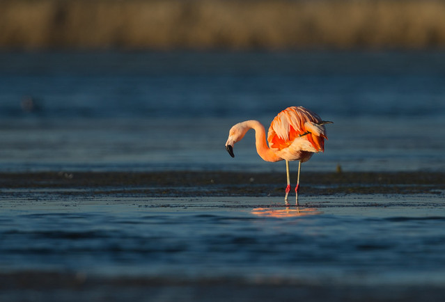 Chilean Flamingo 0949-1