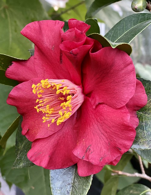 Red camellia “Bob Hope”
