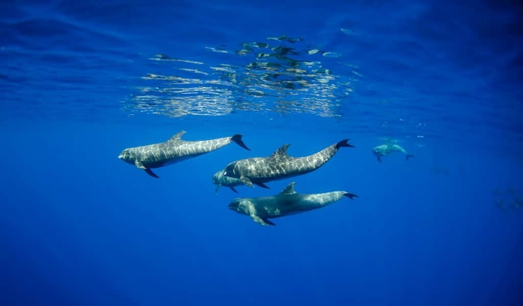 les-tempçetes-solaires-nuisent-à-la-navigation-des-baleines