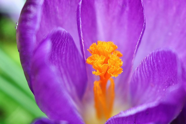 Crocus: The flower within....